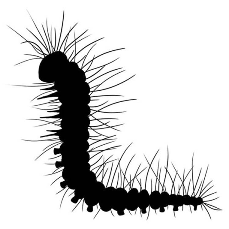 Christopher Caterpillar (LAV504) - Lavinia World